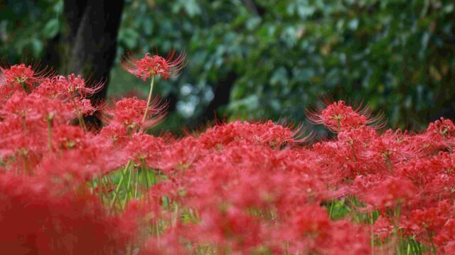 彼岸花　大池公園2024.10.3