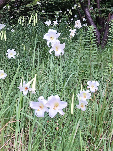 大池公園図書館前　白いユリ