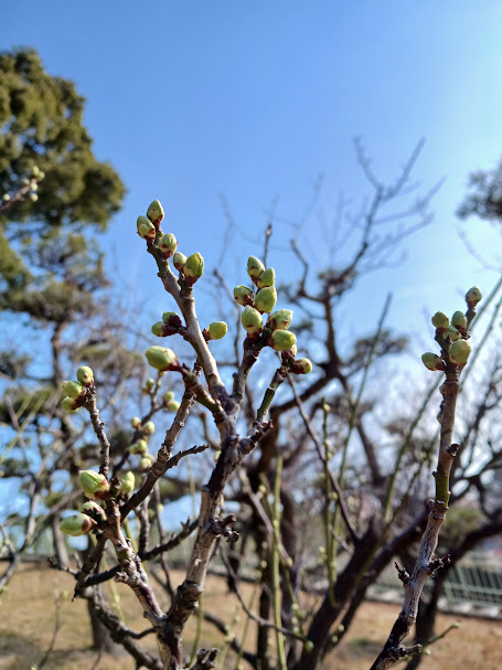 大池公園　梅2025.2.1