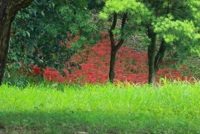 彼岸花　大池公園2024.10.3