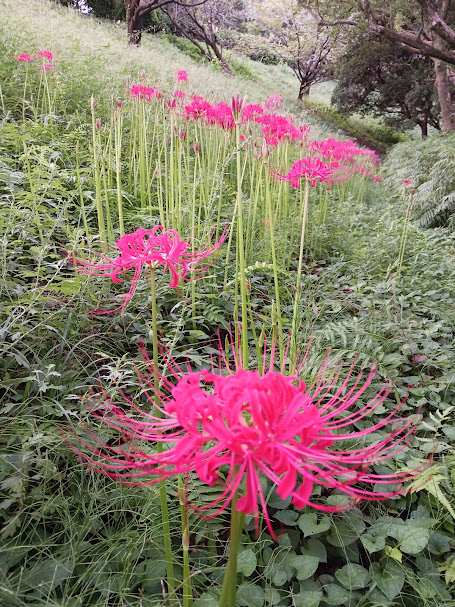 大池公園　彼岸花