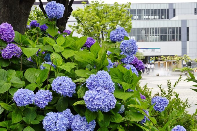 どんでん広場紫陽花