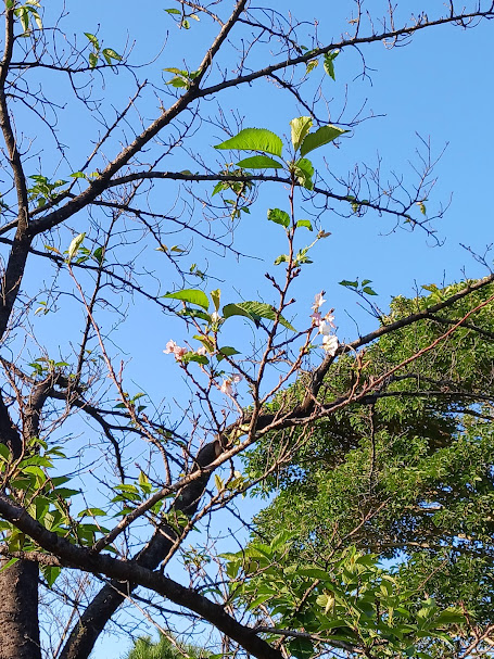 大池公園　季節外れの桜（2024.10.12）