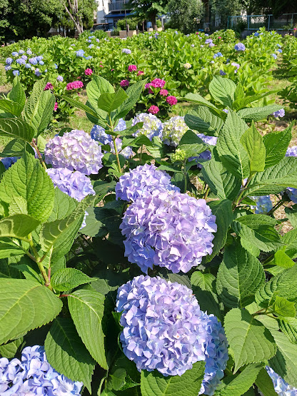 上野台公園 紫陽花